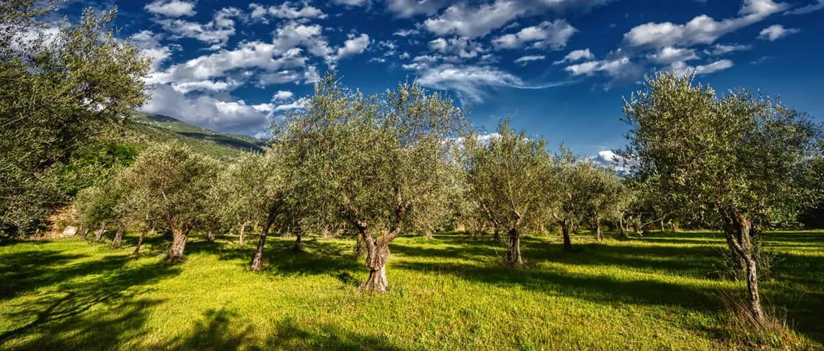 Uliveto ai piedi del Gran Sasso