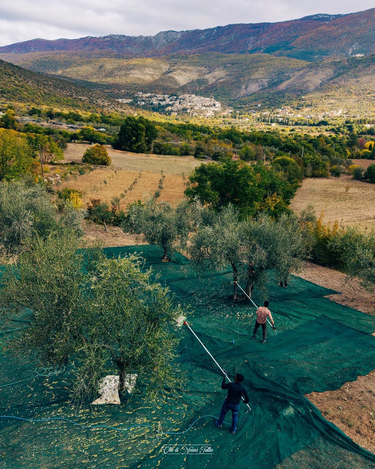 Raccolta manuale delle olive con reti e pertiche - Ofena (AQ), autunno 2024