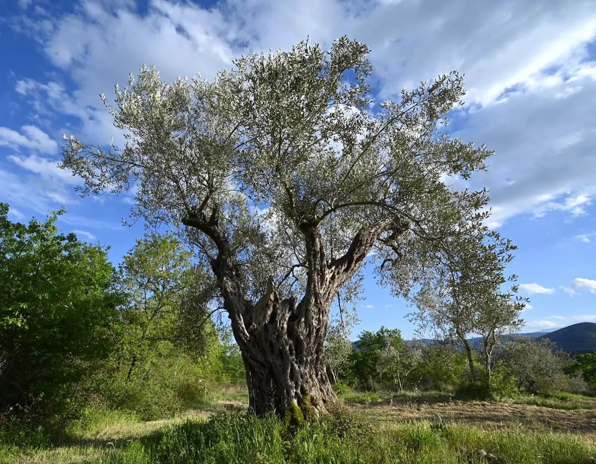 Ulivo secolare ai piedi del Gran Sasso